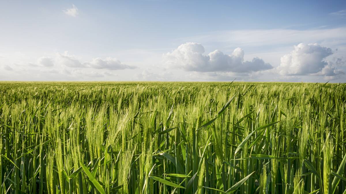 Darling Downs feed barley hits $400​ a tonne