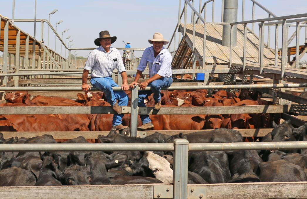 Bruce Briscoe of Goomibah, Injune and PJH agent Steve Goodhew with the Santa cross and Angus cross steers that sold to 263c/kg, reaching a top of $992 to average $927.
