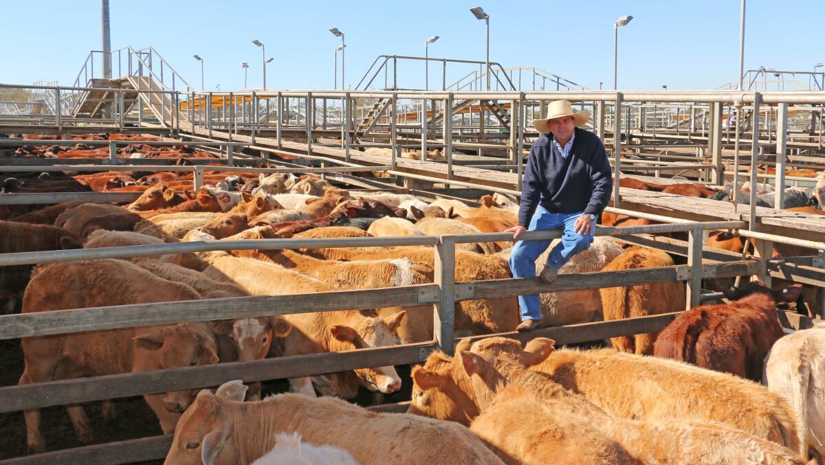 MAA agent Duncan McLeod with the Marie Downs, Roma Charolais cross steers, which sold to 312c/kg, reaching a top of $1139 to average $1073.