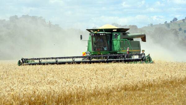 CQ harvest advances quickly in hot weather