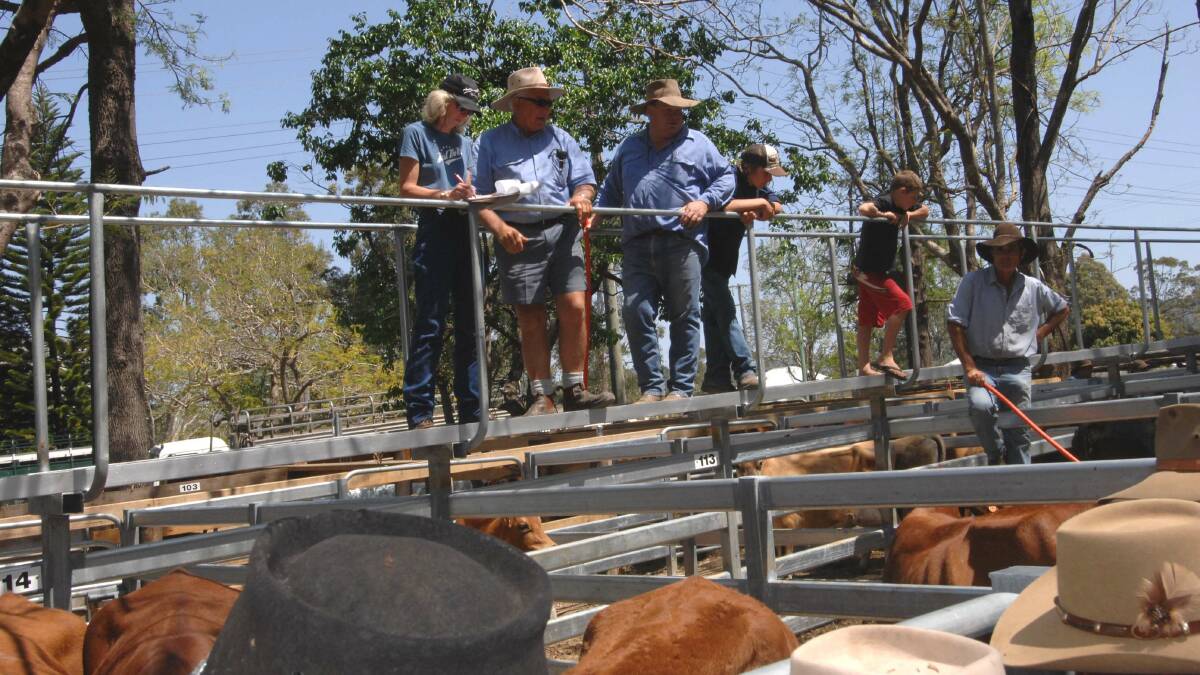 Droughtmaster cows sell for $1190-$1340 at Woodford