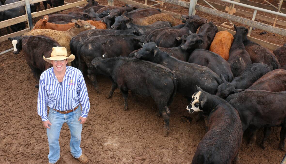 MAA agent Sam Scott with a pen of Layershire Pty Ltd steers that sold to 706c/kg, reaching a top of $1761 to average $1465.