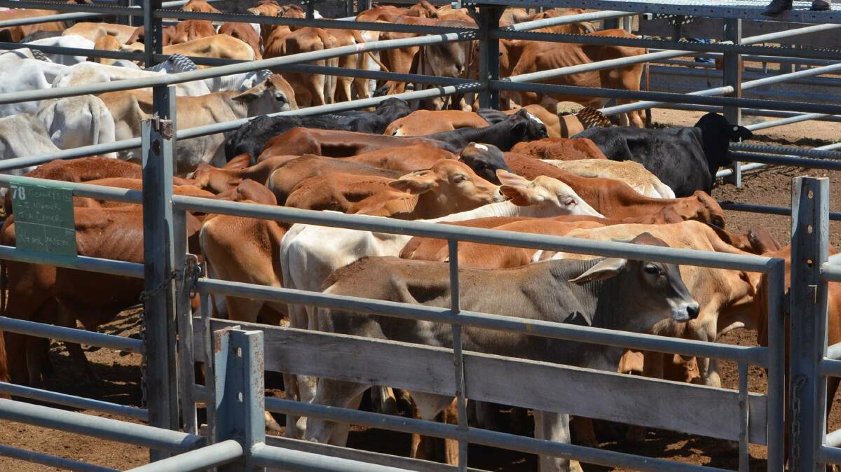 Yearling steers reach 313.2c at Moreton​ sale