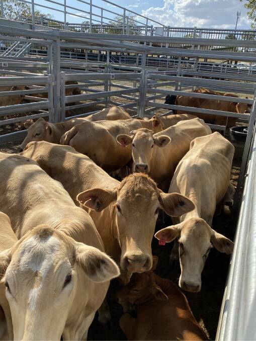 A line of 22 Droughtmaster cows and calves on account of Stan and Linda Tincknell, Yandaran, sold to $2960/unit.