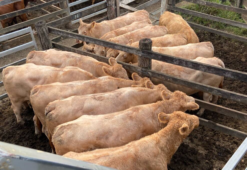 Charolais cows from the local area weighing 650kg sold for $1280. Picture: Aussie Land & Livestock
