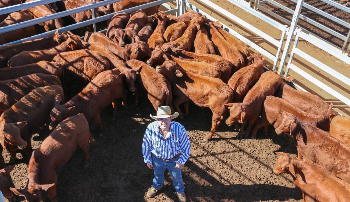 MAA agent Sam Scott with a pen of DL Jones and KL Sharpe steers that sold to 676c/kg, reaching $1519 to average $1340. 