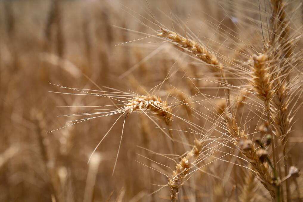 Rapid retreat for world wheat supplies​