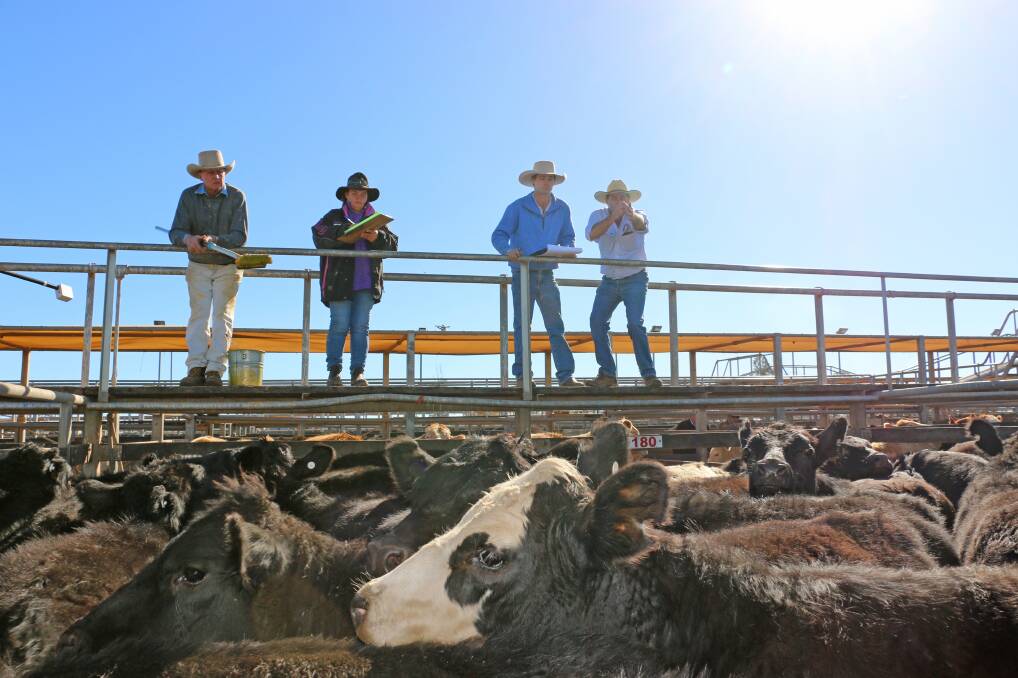 PJH Livestock team Cameron Finemore and Steve Goodhew sell Angus steers from CJ Bishop, Binbinette, Wallumbilla, which sold to 299c/kg, to top at $868 and average $805.