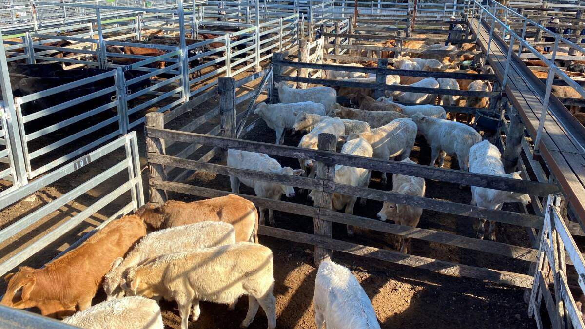 Charolais cross steers from Durong and Brigooda topped the Murgon sale at 422c/kg or $1060/hd with the heavier steers at 401c or $1172/hd.