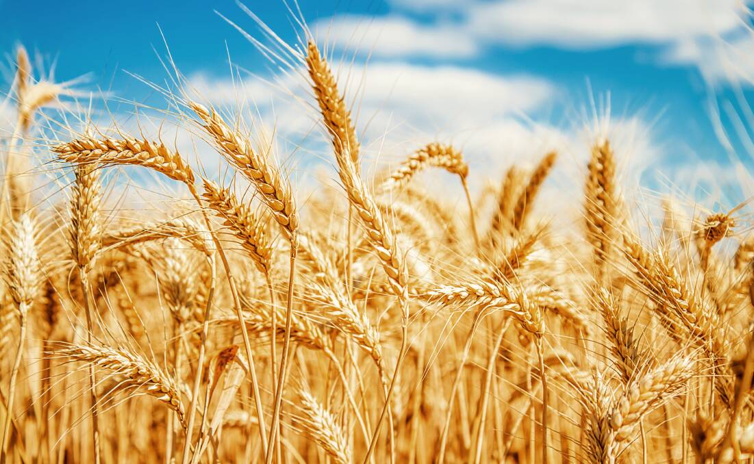 Dry weather woes spark global wheat price rally