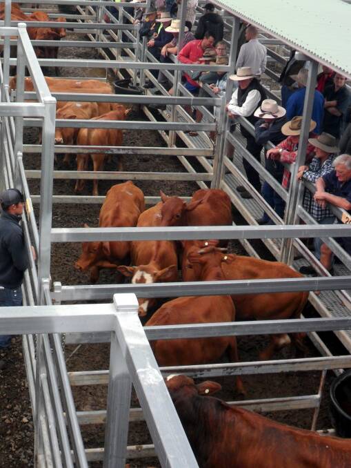 Quality weaners were in strong demand at Beaudesert on Saturday.