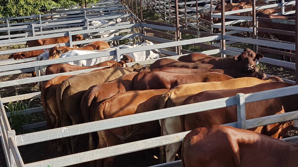 Monto Cattle and Country yarded 562 head for the first sale of 2018.  Ron and Margaret Hampson's Santa bullocks averaged 727kgs at 239.2c/kg or $1740/head. 