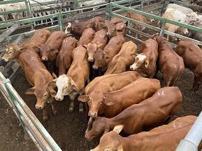 Droughtmaster trade feeder steers account M and J Joyce sold at Moreton for 414.2c/kg weighing 344kg returning $1427.
