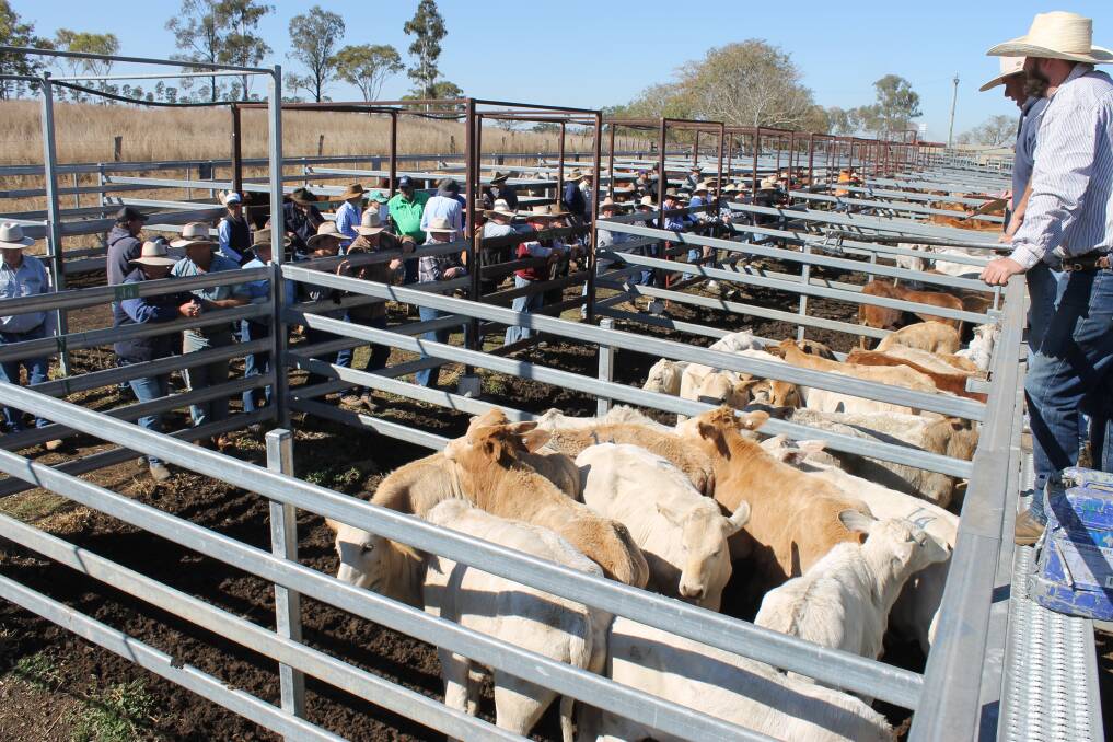 Crabby Mountain Partnership sold a run of Charbray EU weaners at Monto Sale with the steers selling to 237c/kg or $542 and the heifers to 2015c/kg or $390.
