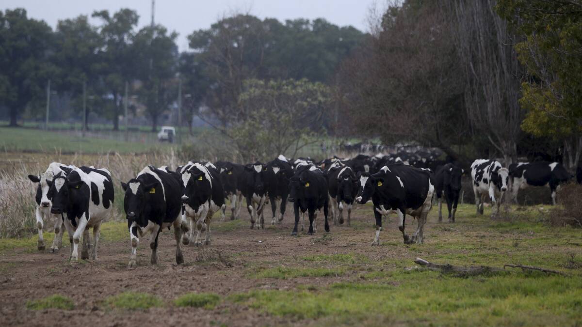 New on-farm support for Qld dairy farmers