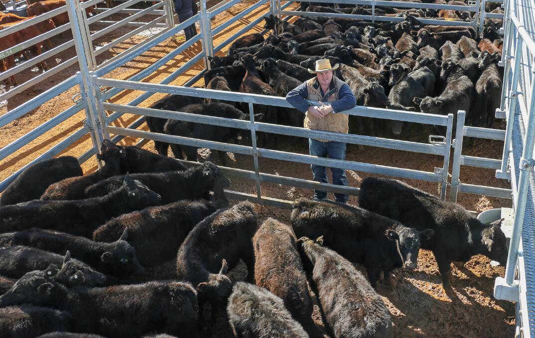 MAA Roma agent Seamus Filan with a line of Miller steers which sold to 505c/kg, reaching a top of $1331 to average $1111. 