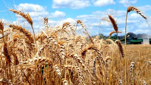 Grain supply concerns ease with rain