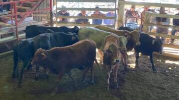 Weaner steers sold for $1575 at Laidley.