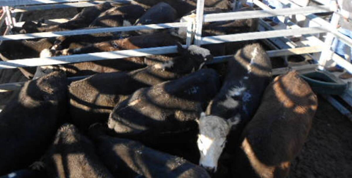 Yearling heifers make to 443c, average 405c at Dalby