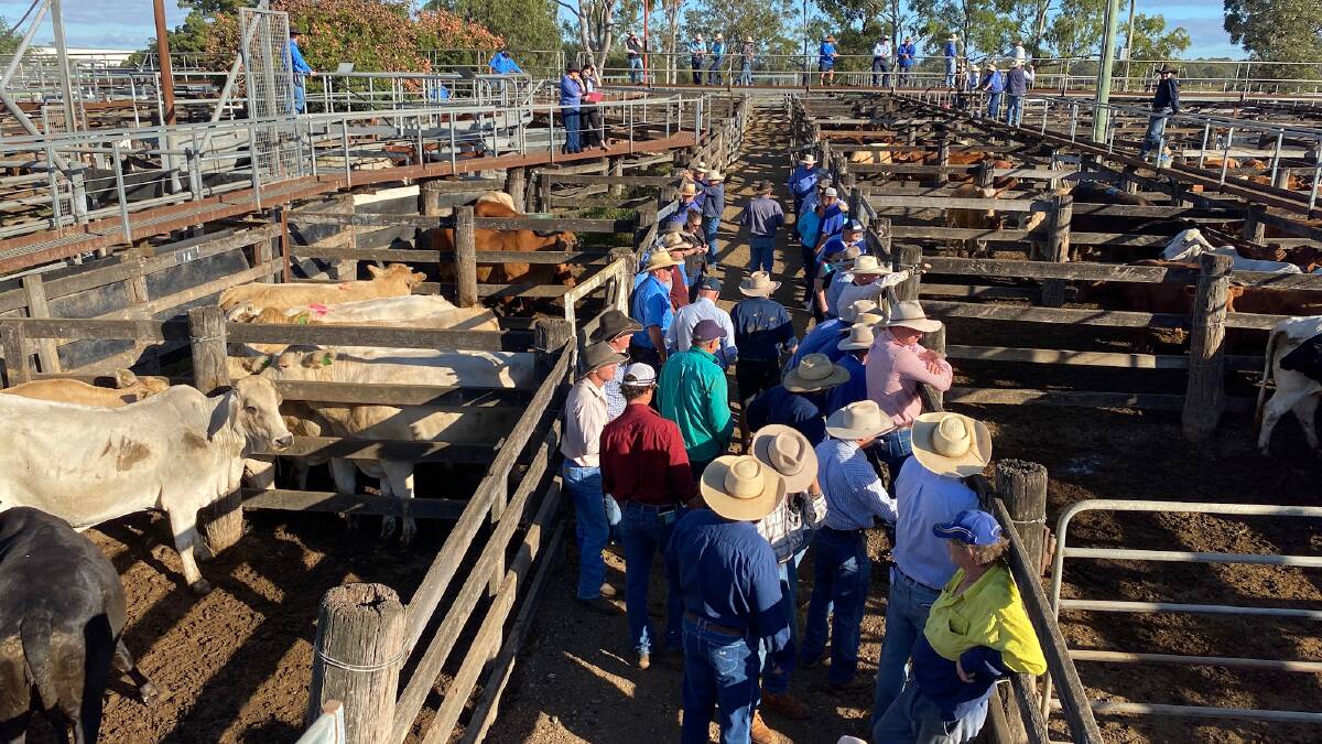 Charbray weaner heifers sell to 524c and $1072 at Murgon
