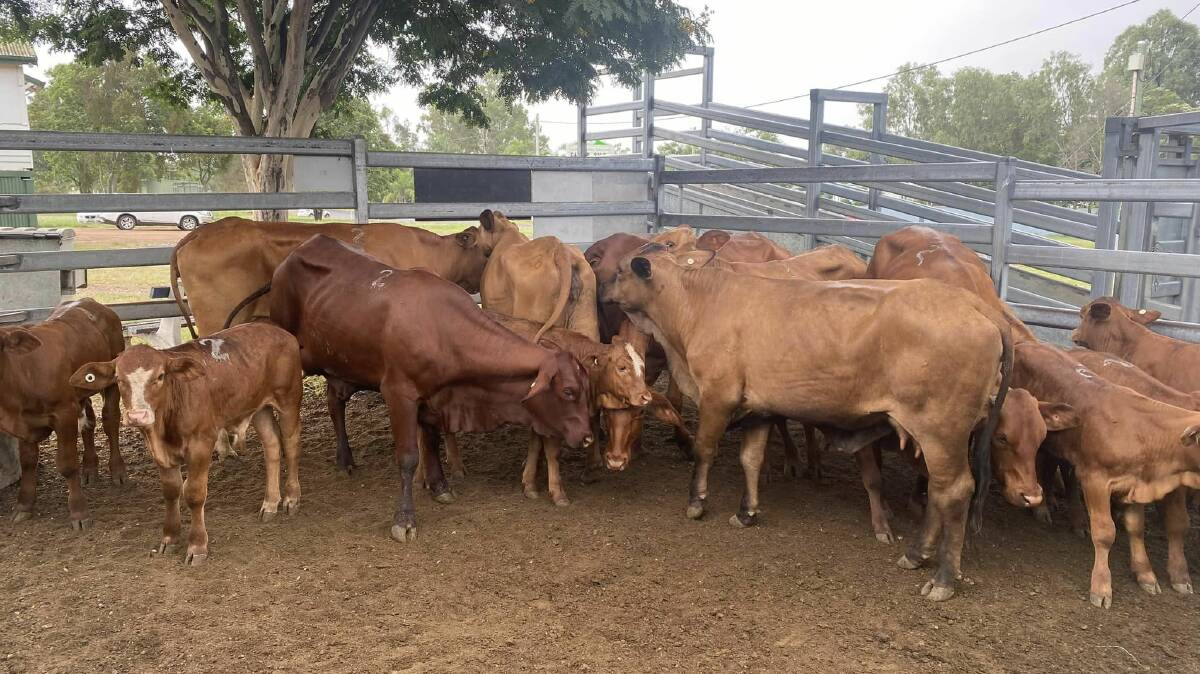 Heifers with young calves at foot sold for $1800. Picture by Stariha Auctions