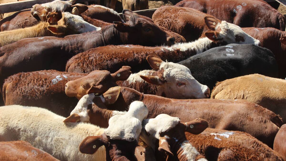 Droughtmaster bulls make $2650 at Laidley