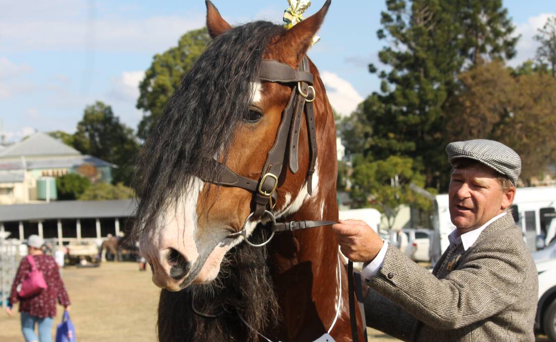 GENTLE GIANT: C and K Baird's Oscarville Jerry with his handler Mark Eather at the 2019 Clydesdale Spectacular and Fassifern Highland gathering in 2019. Photo: Larraine Sathicq