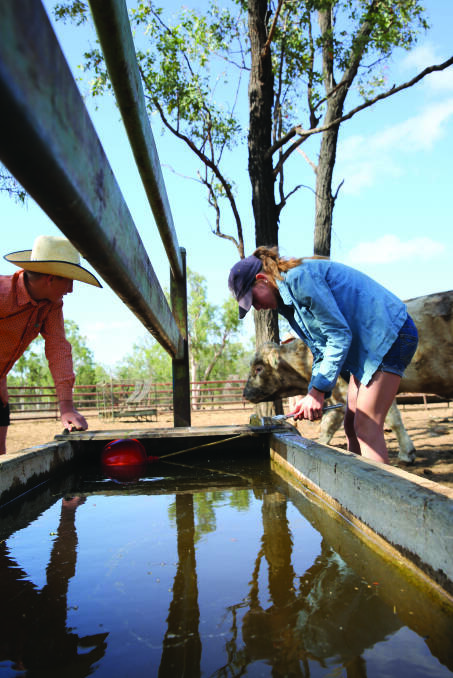 Research has shown that cattle can put on 15 to 20 percent more weight in a year, just by having access to clean water.