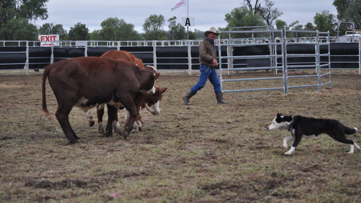 POPULAR: This year's Working Cattle Dog Trials are expected to again draw large crowds.