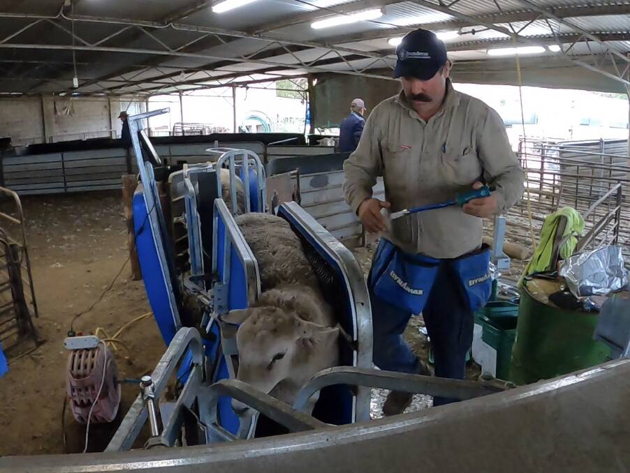 Lachie Seears, Boonderoo Pastoral Company, invested in the Te Pari HD6 Sheep Handler and T30 Scale System looking for a set up he can use for years to come. 
