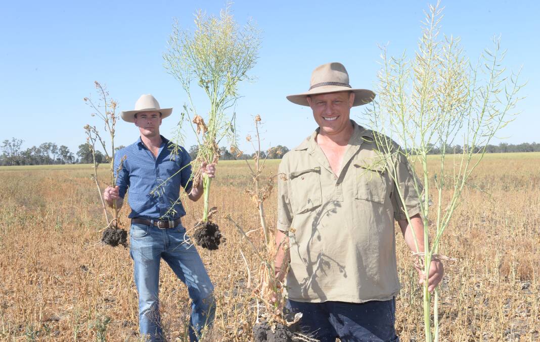 Results: Lachlan Commodities' Andrew Cogswell and Nathan Heckendorf, Top Reeds, with canola treated with 250kg/ha of Agrisilica while standing among untreated canola.