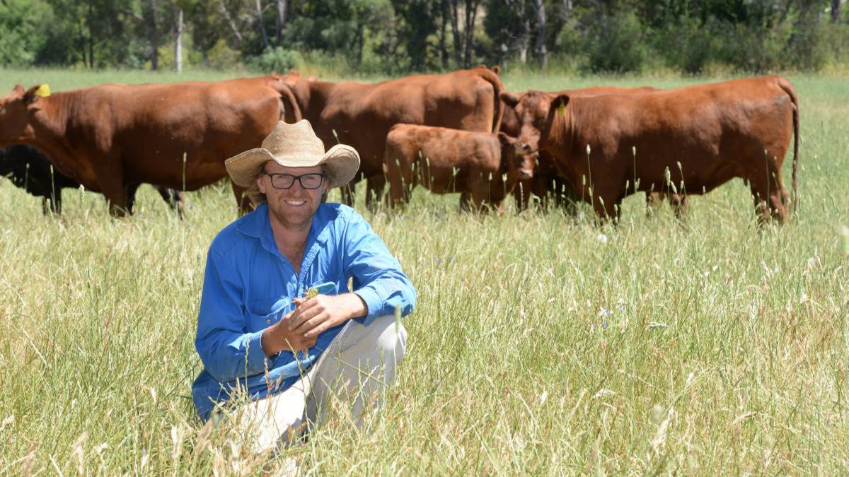 Tom Hicks of Hicks Beef pictured with red angus first calvers grazing phalaris-based pastures. Their annual spring sale will be held September 4.