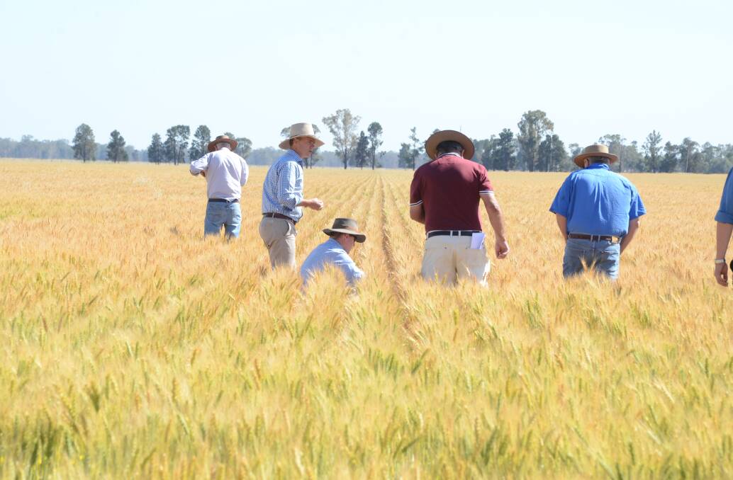 Sponsors, agronomists and growers inspect the Lancer crop of the Goodell family, Kybah, Trundle, during the 2018 Suncorp Bank/Agricultural Societies Council Dryland Field Wheat competition. Photo: Mark Griggs