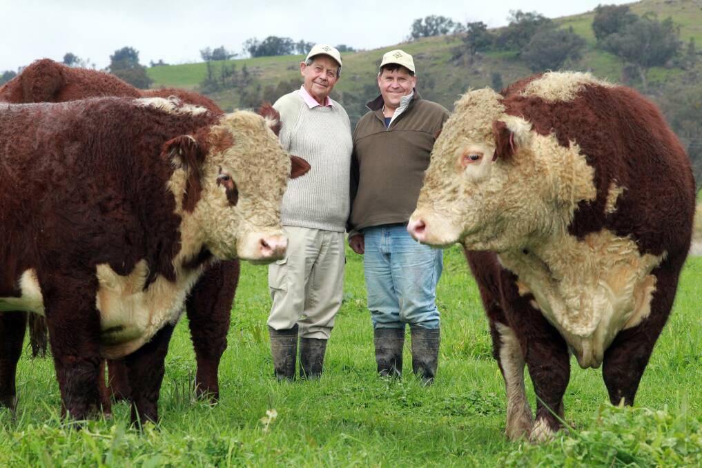 BRILLIANT BULLS: Richard and Ian Locke have concentrated on the breeding cattle for commercial operations rather than stock that perform in the show ring. 