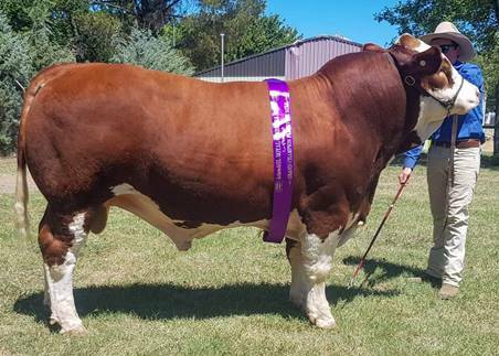 Fleckvieh Society of Australia Bull and Female sale