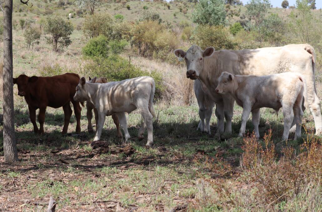 Noller Charolais herd is put up for sale