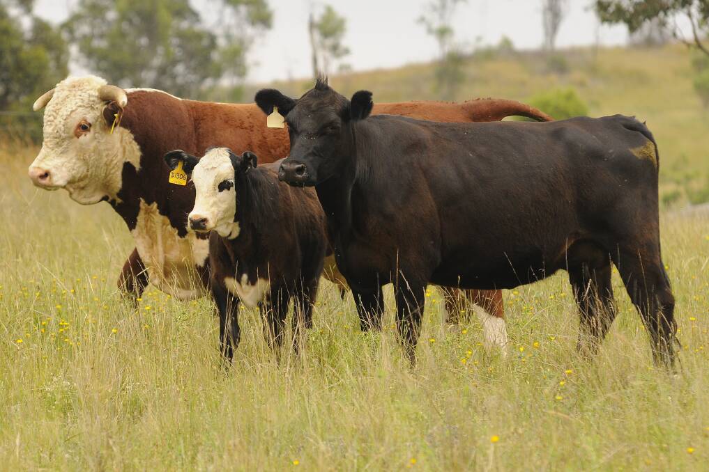 More kilos: The trial has shown that Hereford-sired steers are up to nine per cent heavier then pure Angus.