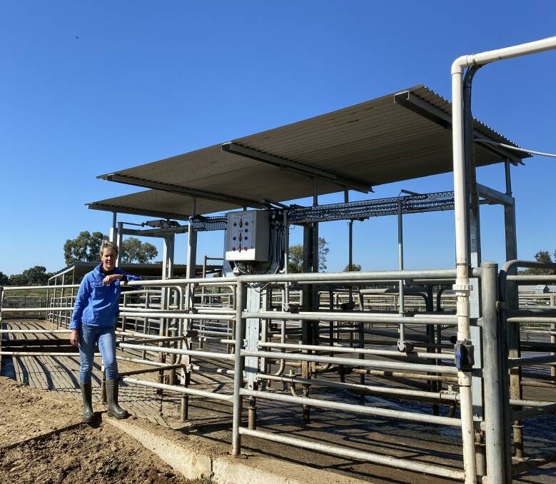 Smart gate: Karen Litchfield said their Allflex draft gate allows them to draft cows with incredible precision.