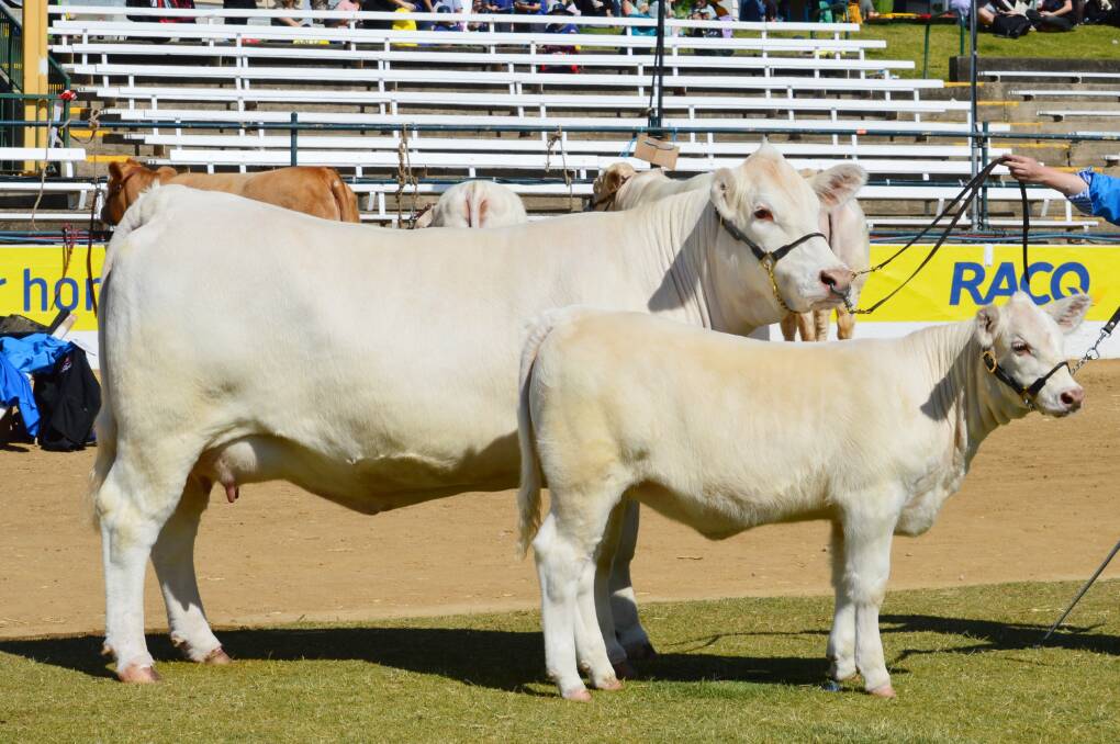 Glenlea Isabella 2nd selling an Embryo Flush in the upcoming drought buster sale with her first calf at foot Isabella 3rd age who is 4.5 months in the photo. The calf sold for $5250 at 12 months of age recently at auction to Taylor Charolais Nowra.