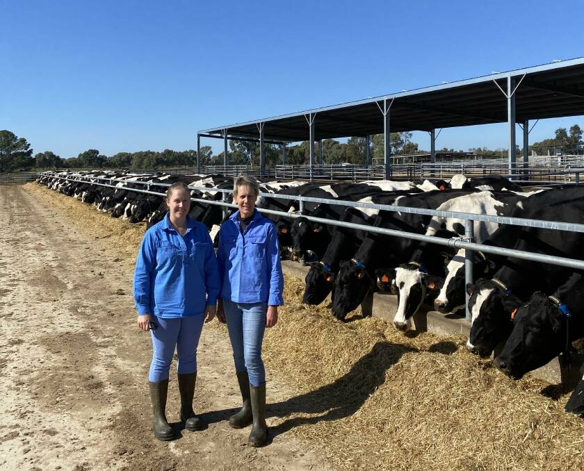 Easy monitoring: Amy and Karen Litchfield on Kariana with a selection of their Holstein dairy herd with their Allflex collars installed. Data is collected and extracted from sensors on the collars, which is uploaded to the Allflex SCR monitoring system.
