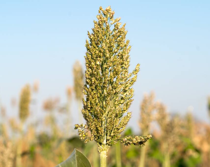 Grain sorghum is the main summer grain crop in most regions in Queensland, and plays a key role in providing feed grains to the beef, dairy, pig and poultry industries.