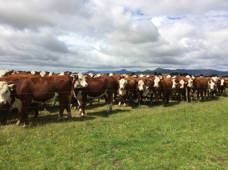 Crucial: Quality Poll Hereford genetics has been instrumental in driving the expansion of Killara Pastoral Co at Flinders Island in Tasmania.