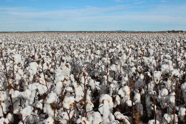 EDUCATION: Cotton Australia CEO Adam Kay insists education is key for the cotton industry in tackling current criticism. 