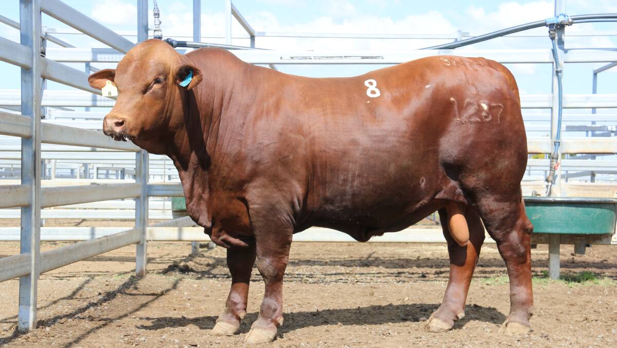The $20,000 Rocky Santa Sale topper, Yarrabee Fortress 1287 (P)(PP) offered by the Barlow family and purchased by the Bassingthwaite family, Yarrawonga Stud, Wallumbilla
