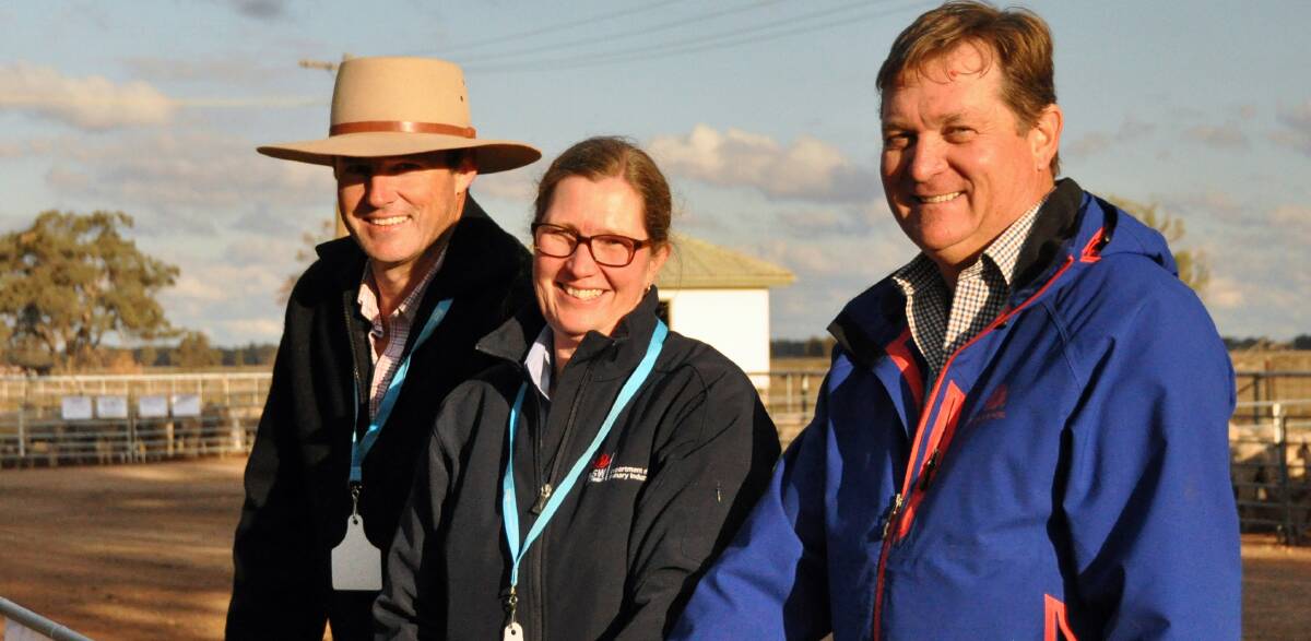 MACQUARIE MERINOS: Macquarie Merino Lifetime Productivity project site chairman, David Greig, NSW Department of Primary Industries development officer, Dr Kathryn Egerton-Warburton, and Australian Wool Innovation's Don McDonald inspect sheep at the 2019 MLP field day at the Trangie Agricultural Research Centre.