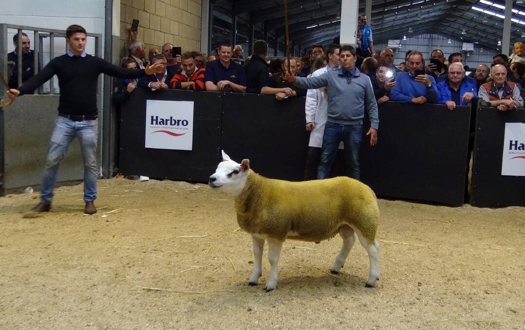 TERRIFIC TEXEL: Midlock Capaldi goes under the hammer for $A380,000 at Lanark in Scotland. 