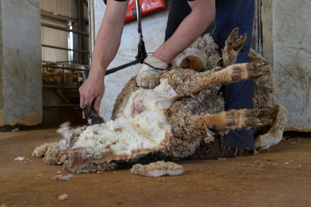 ANIMAL WELFARE: Mulesing can boost the effectiveness of other practices to prevent breech flystrike of Merino sheep such as crutching. 