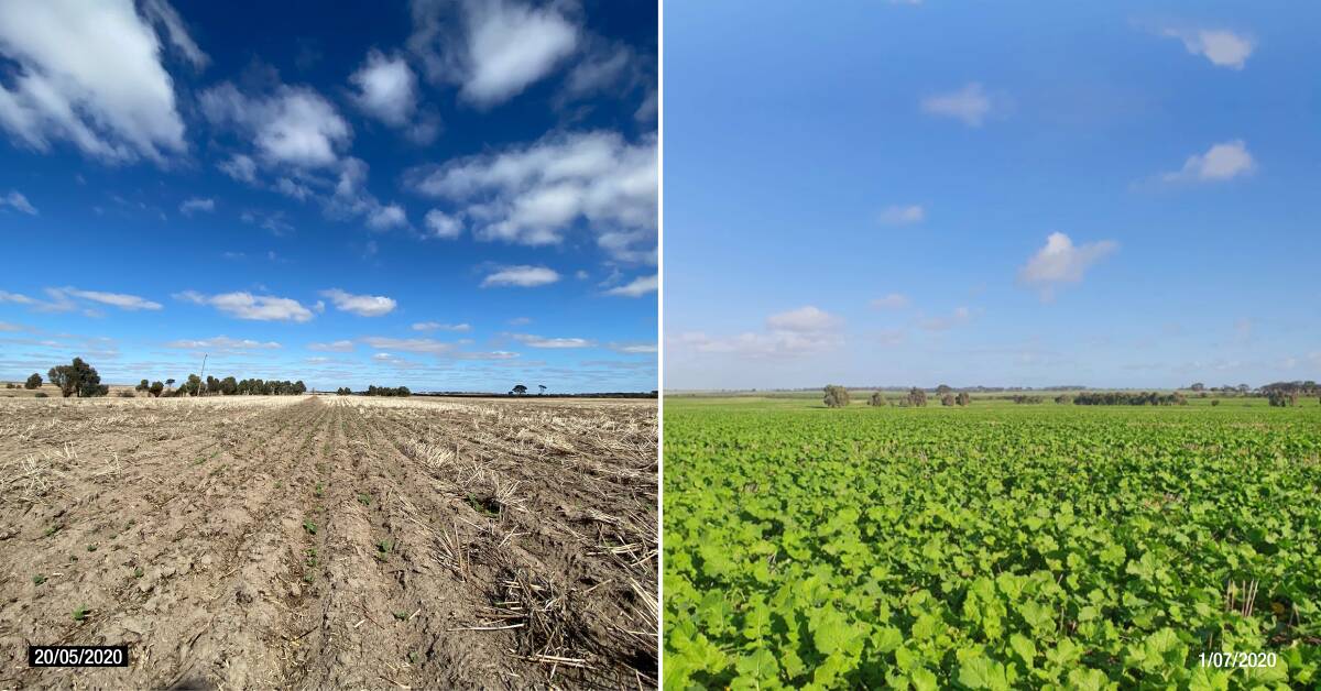 GROWING STRONG: Pictured left are emerging canola plants south of Corrigin in WA after seeding on May 20 with a Morris Quantum drill set on 25cm spacings and with Auto-Pack variable pressure packing and the same crop on the right on July 1. The crop did not receive any follow-up fertiliser and 70-80mm of rain was recorded from May 20 to July 1.