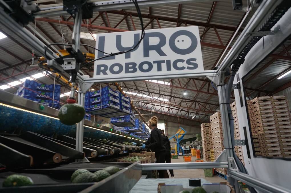 SIDE BY SIDE: Robots and a human work side by side in the Sunnyspot avocado packing shed at Ravensbourne near Toowoomba.
