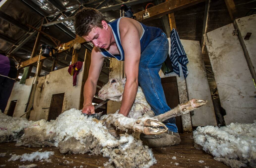 SHEARS MUST KEEP CLICKING: WoolProducers Australia says the wool industry must be declared an essential industry under the new coronavirus business rules. 